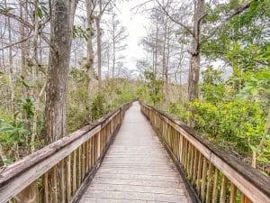 Kirby Storter Boardwalk