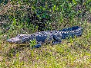 Alligator in de buurt van Miami